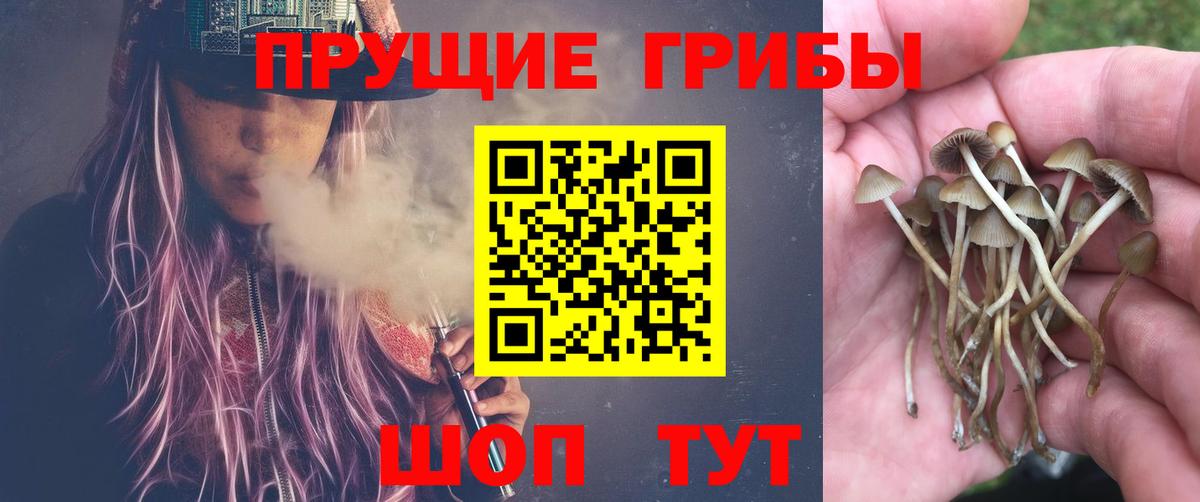 Ржев  Галлюциногенные грибы Psilocybine cubensis  Вход с VPN  Галлюциногенные грибы GOLDEN TEACHER 